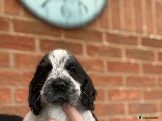 Cocker Spaniel dogs Beautiful show cocker spaniel kc reg 4 boys - Advert 8