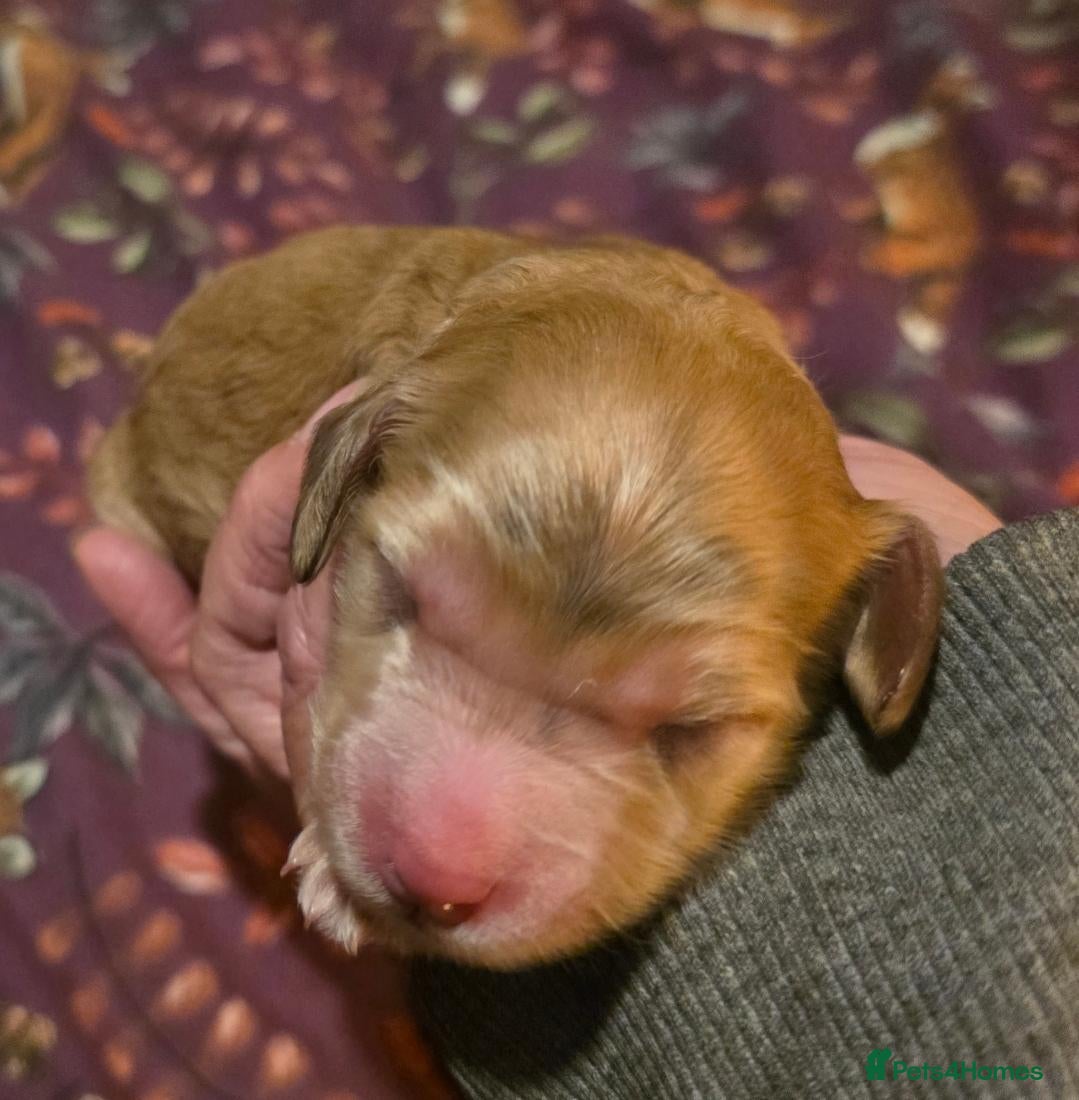 Cockapoo dogs for sale: Beautiful F1 Cockapoo Puppies  - Advert 13