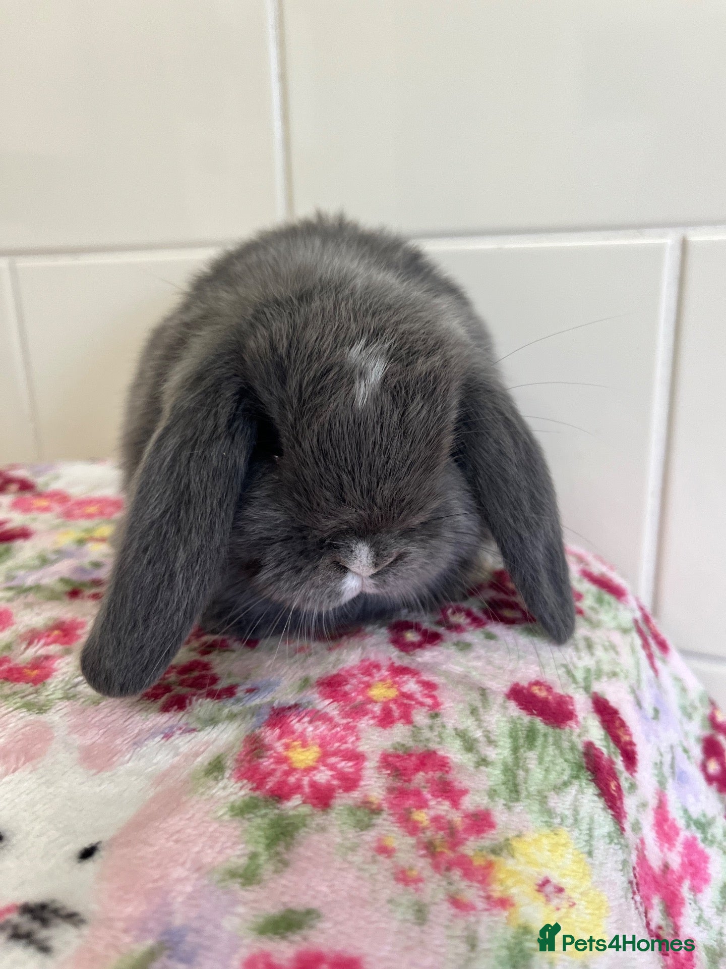 Mini Lop rabbits Beautiful litter of mini lops READY 22 Nd Sept  - Advert 1