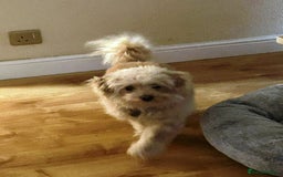 Bichon Frise dogs for adoption: Meet WALLACE - a Beautiful boy for a Loving Home - Image 6