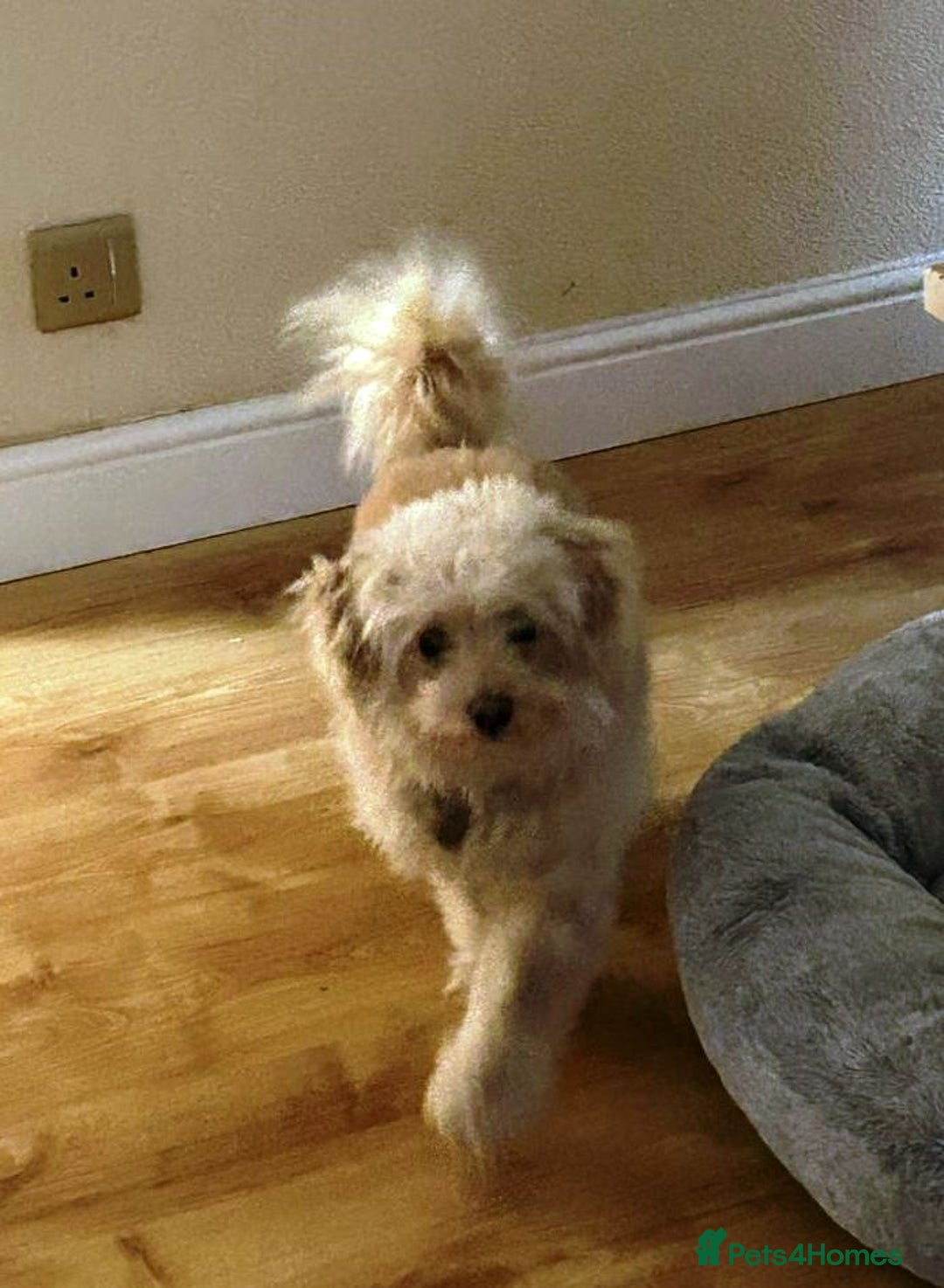 Bichon Frise dogs for adoption: Meet WALLACE - a Beautiful boy for a Loving Home - Image 6