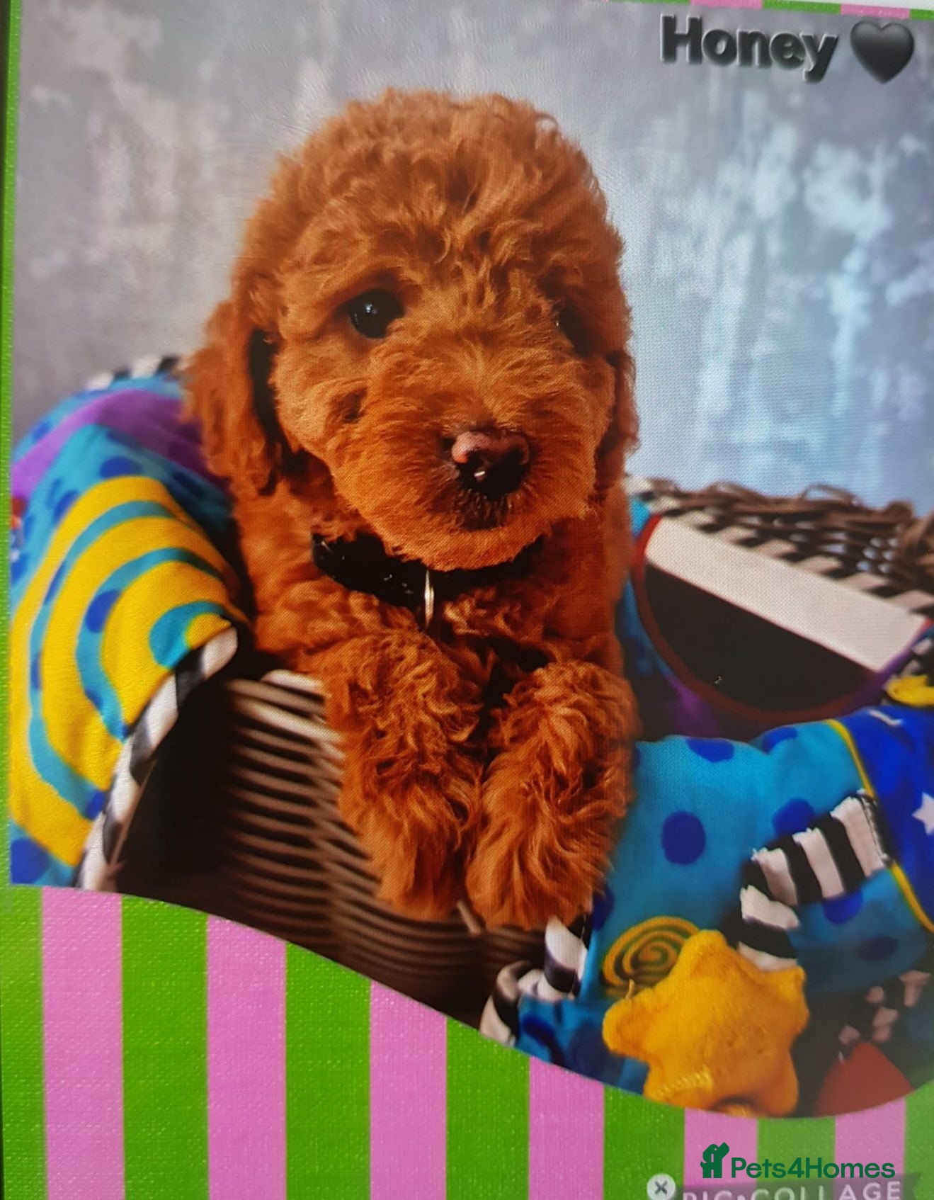 Cavapoo dogs F1B CAVAPOO PUPPIES EXTENSIVELY DNA HEALTH TESTED  - Advert 1