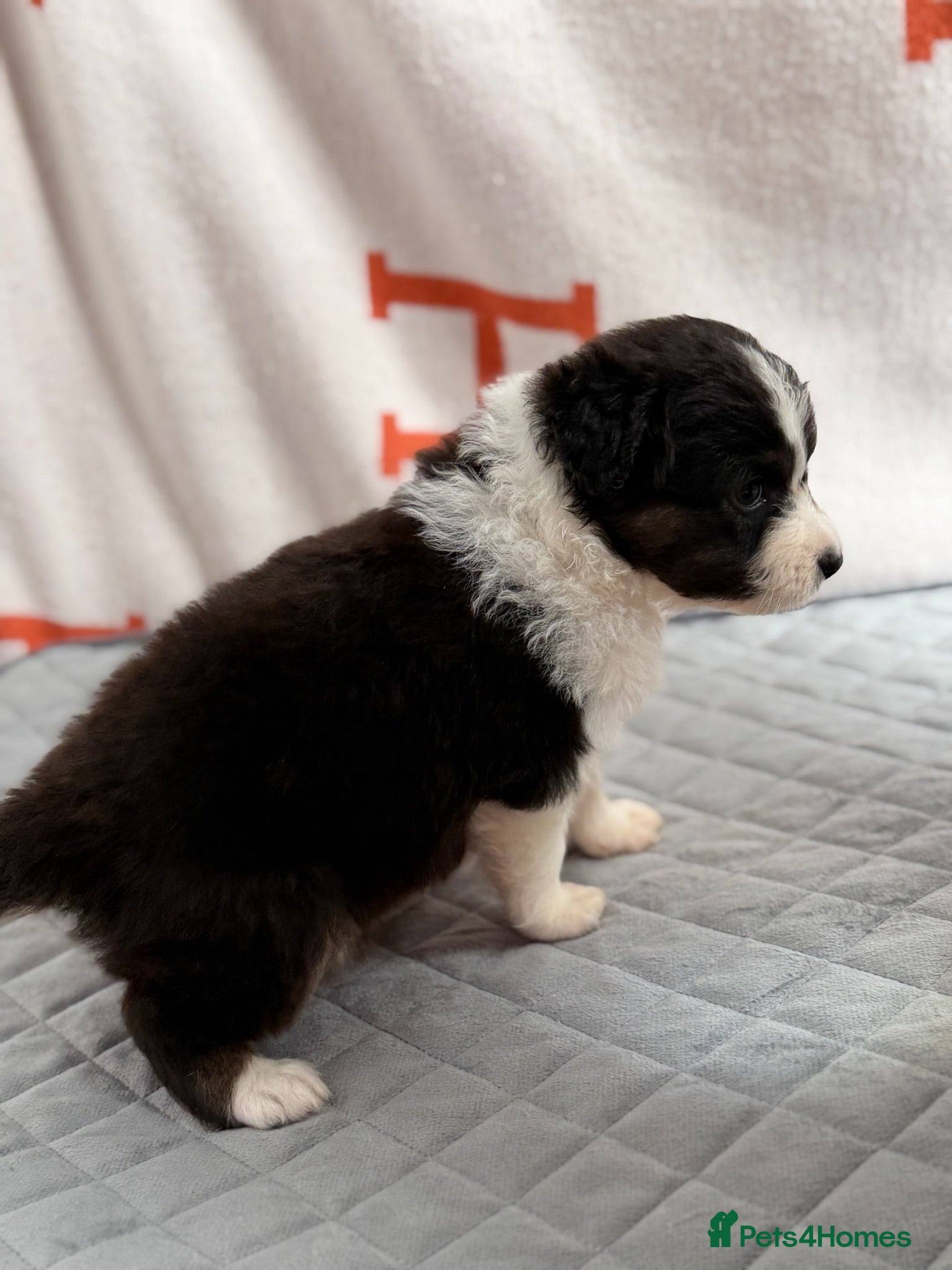 Australian Shepherd dogs Kc Australia shepherd puppies health test parents - Advert 2