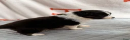 Australian Shepherd dogs for sale: Kc Australia shepherd puppies health test parents - Advert 3