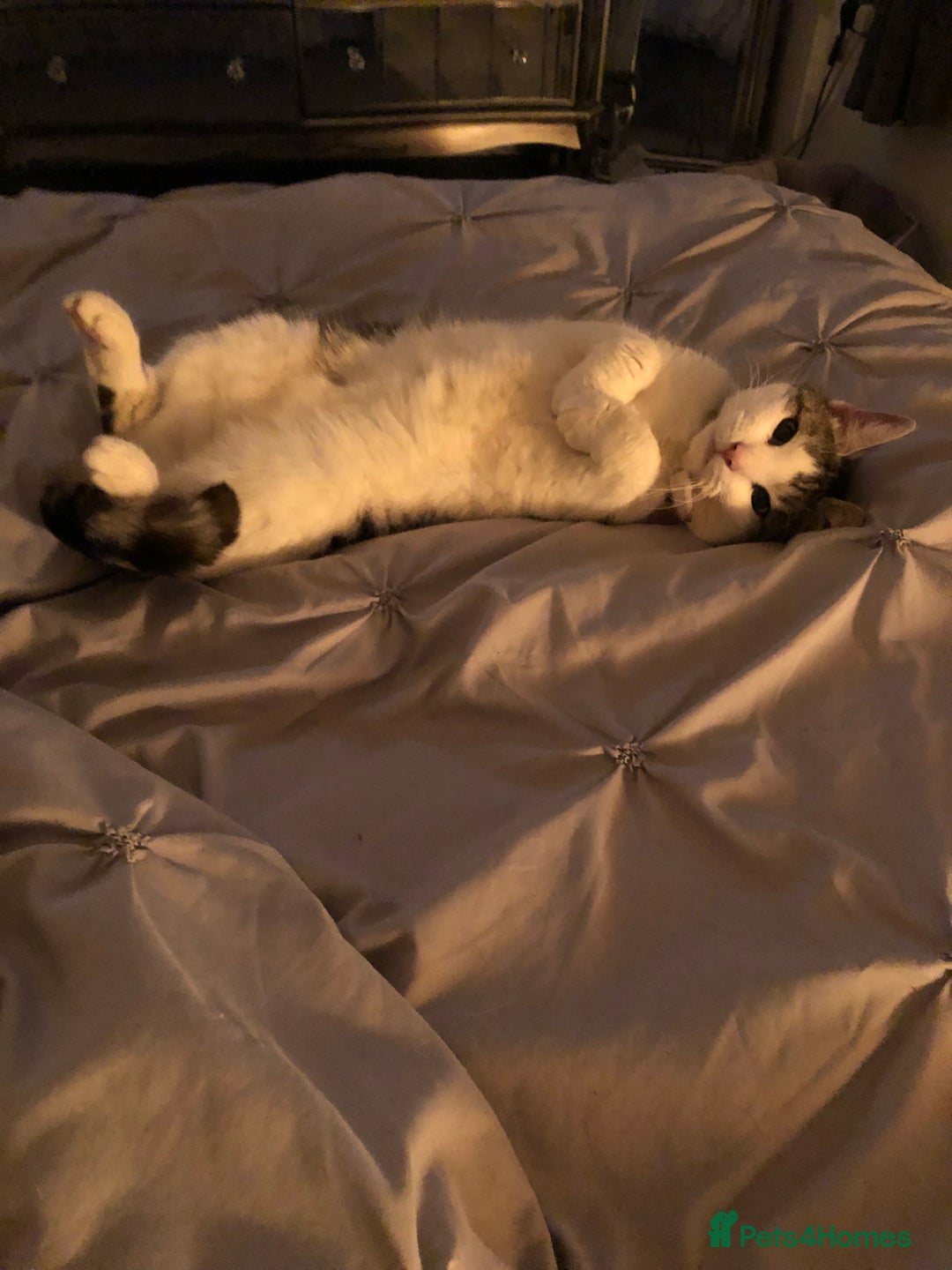 Domestic Shorthair cats for sale: 6 year old female - Image 4