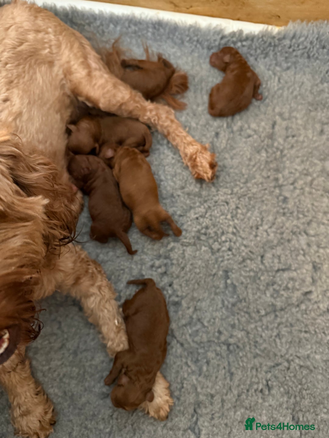 Cavapoo dogs for sale: Dark red Cavapoos ready for  the holidays. - Image 6