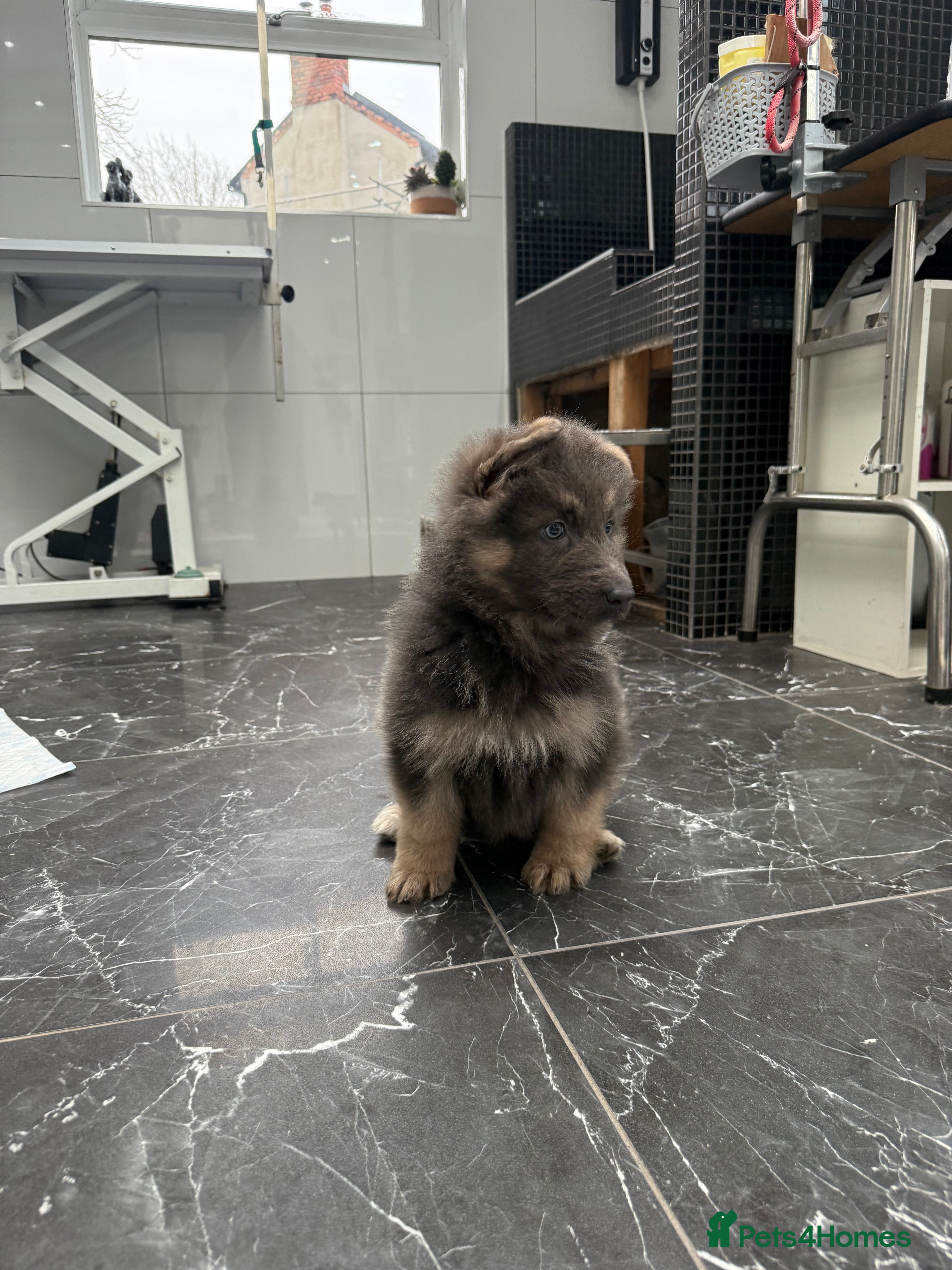 German Shepherd dogs ❤️KC pups ✨ health tested parents  - Advert 5