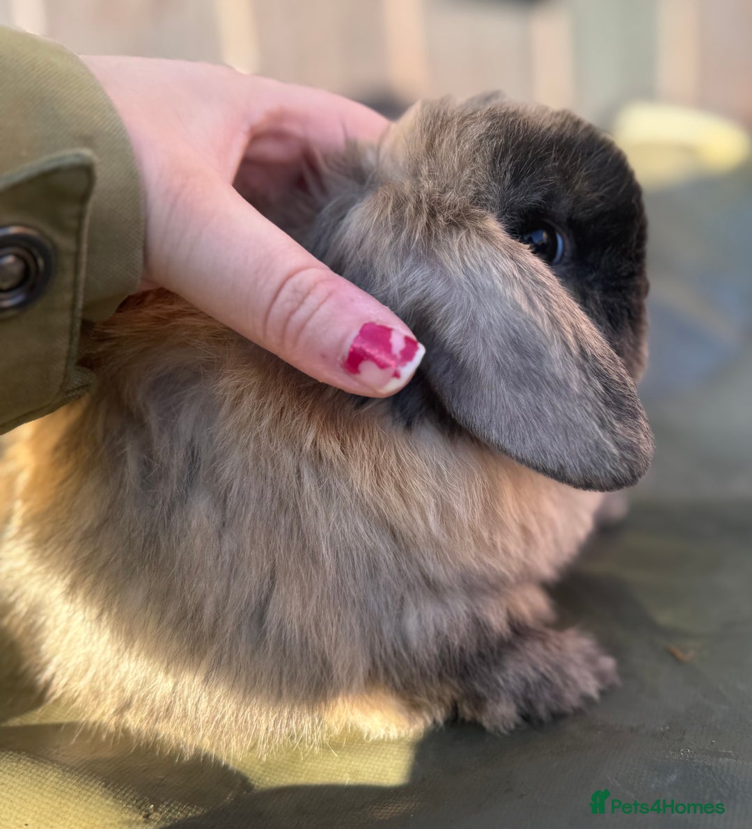 Mini Lop rabbits for sale: gorgeous mini lop babies  - Advert 6
