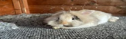 Lionhead rabbits for sale: Lionhead rehome in Solihull - Advert 14