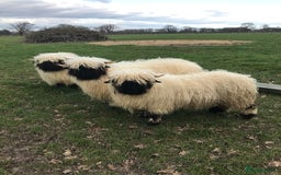 Sheep livestock for sale: Pedigree Registed Valais Ewes - Image 1