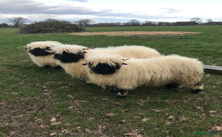Sheep livestock - Advert 1
