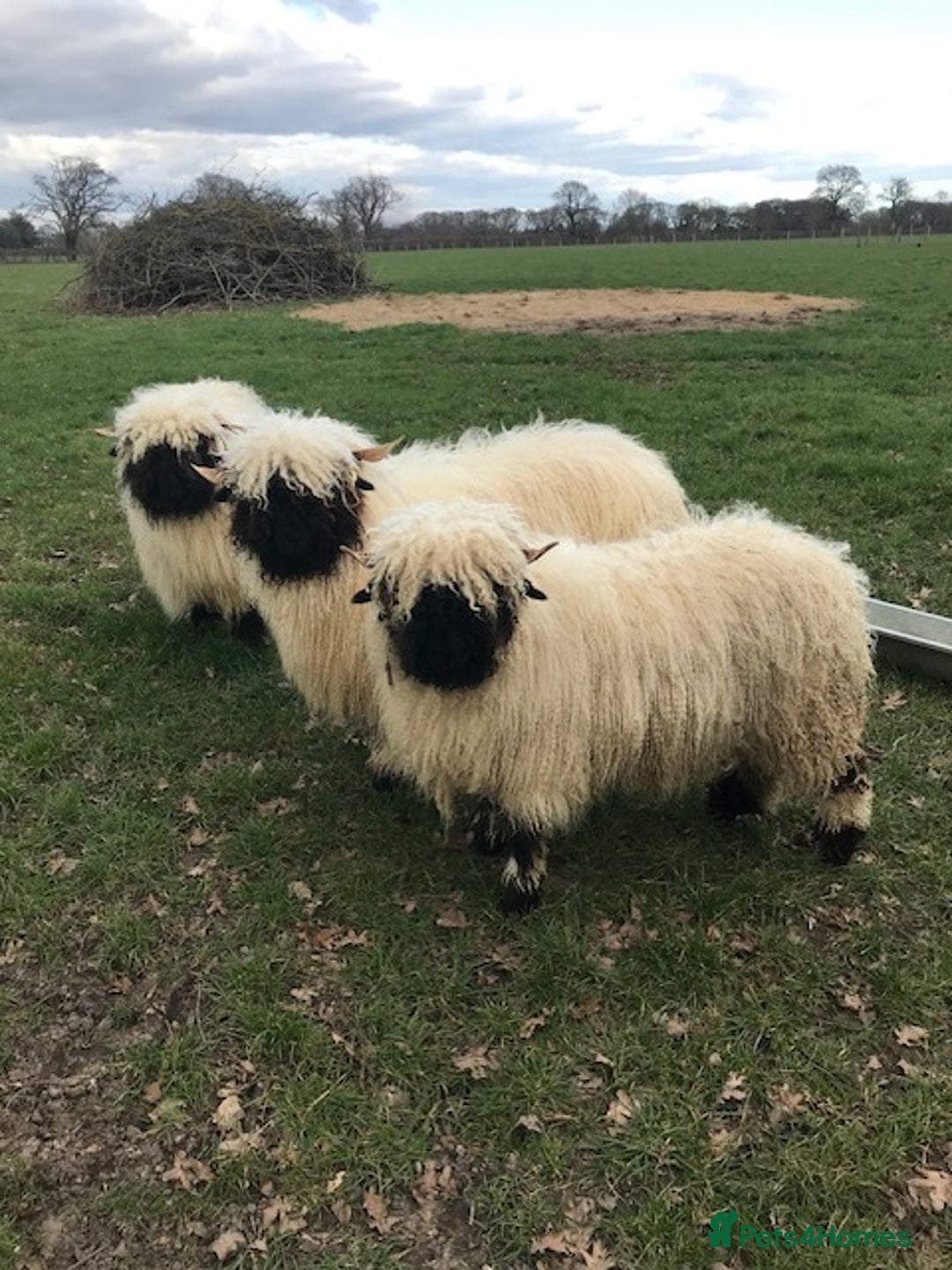 Sheep livestock for sale: Pedigree Registed Valais Ewes - Image 1
