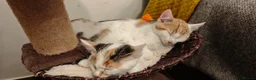 Mixed Breed cats for sale: Ginger-and-white boys and one Clico girl - Advert 8