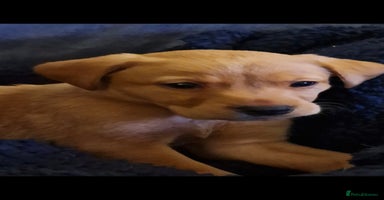 Labrador Retriever dogs - Advert 9