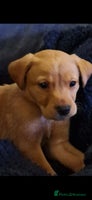 Labrador Retriever dogs - Advert 3