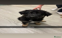 German Shepherd dogs for sale: Beautiful black/tan German shepherd pups for sale  - Image 3