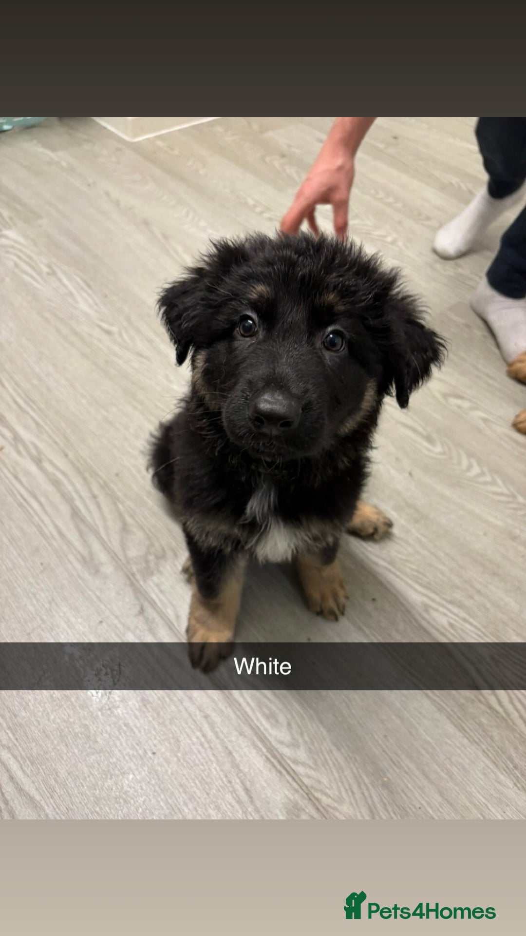 German Shepherd dogs for sale: Beautiful black/tan German shepherd pups for sale  - Image 3