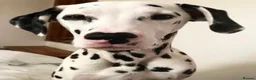 Dalmatian dogs for sale: Blue is looking for his second home *please read* in Lancaster - Advert 31