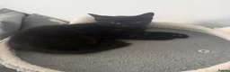 Mixed Breed cats for sale: Black male kitten looking for forever home! - Advert 3
