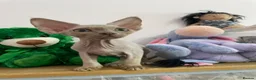 Devon Rex cats for sale: beautiful Devon Rex kittens  - Advert 11