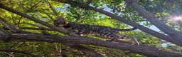 Bengal cats for stud: Bengal cat for stud, Fabio. - Advert 3