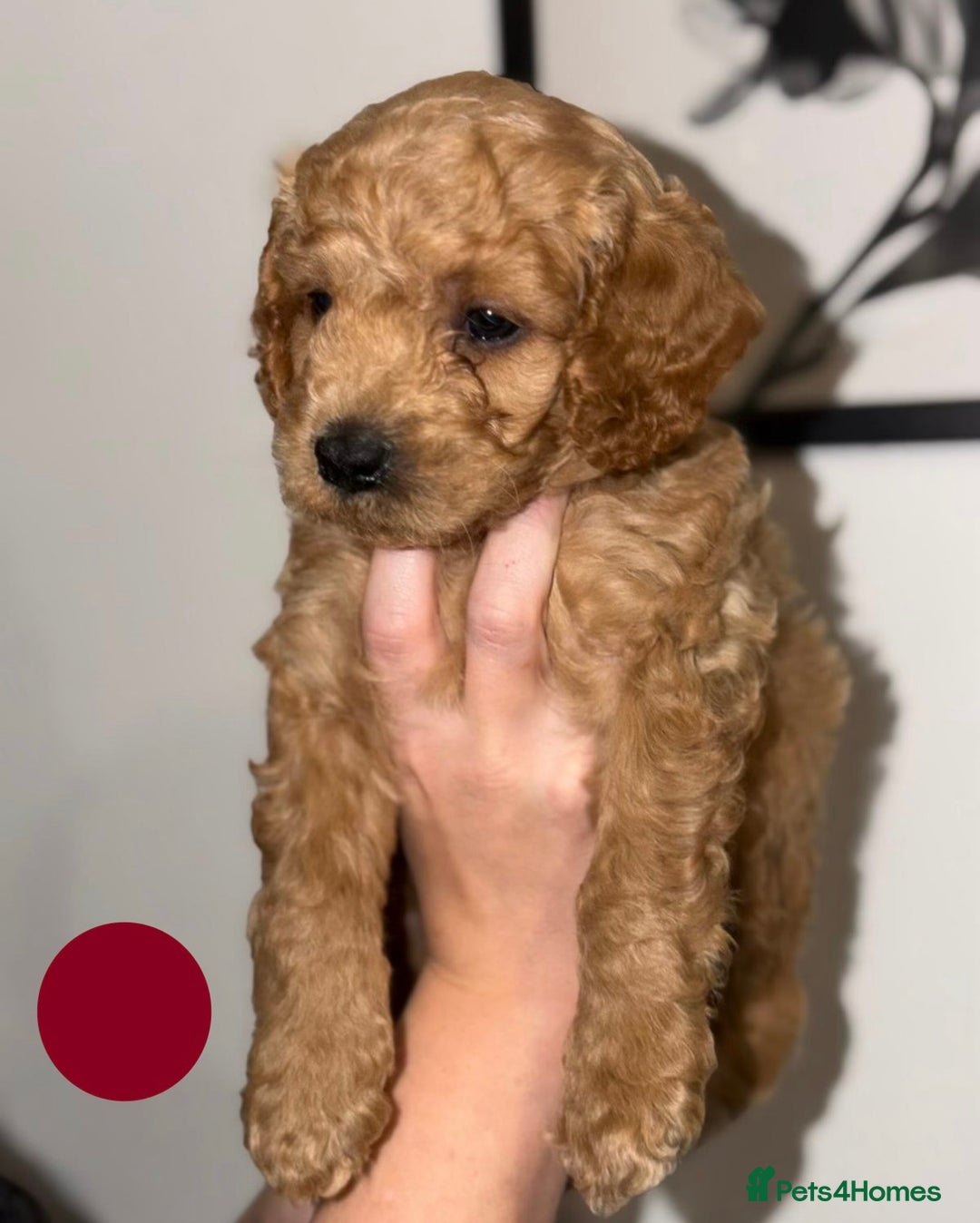 Cavapoo dogs for sale: Stunning Cavapoochon’s for sale (2 left) - Advert 11