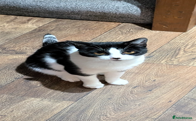 Domestic Shorthair cats - Advert 2