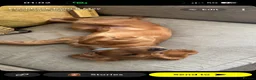Cocker Spaniel dogs for stud: Golden show cocker spaniel for stud  - Advert 7