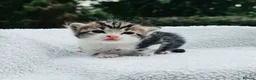 Mixed Breed cats for sale: Gorgeous Kittens for Sale - Advert 21