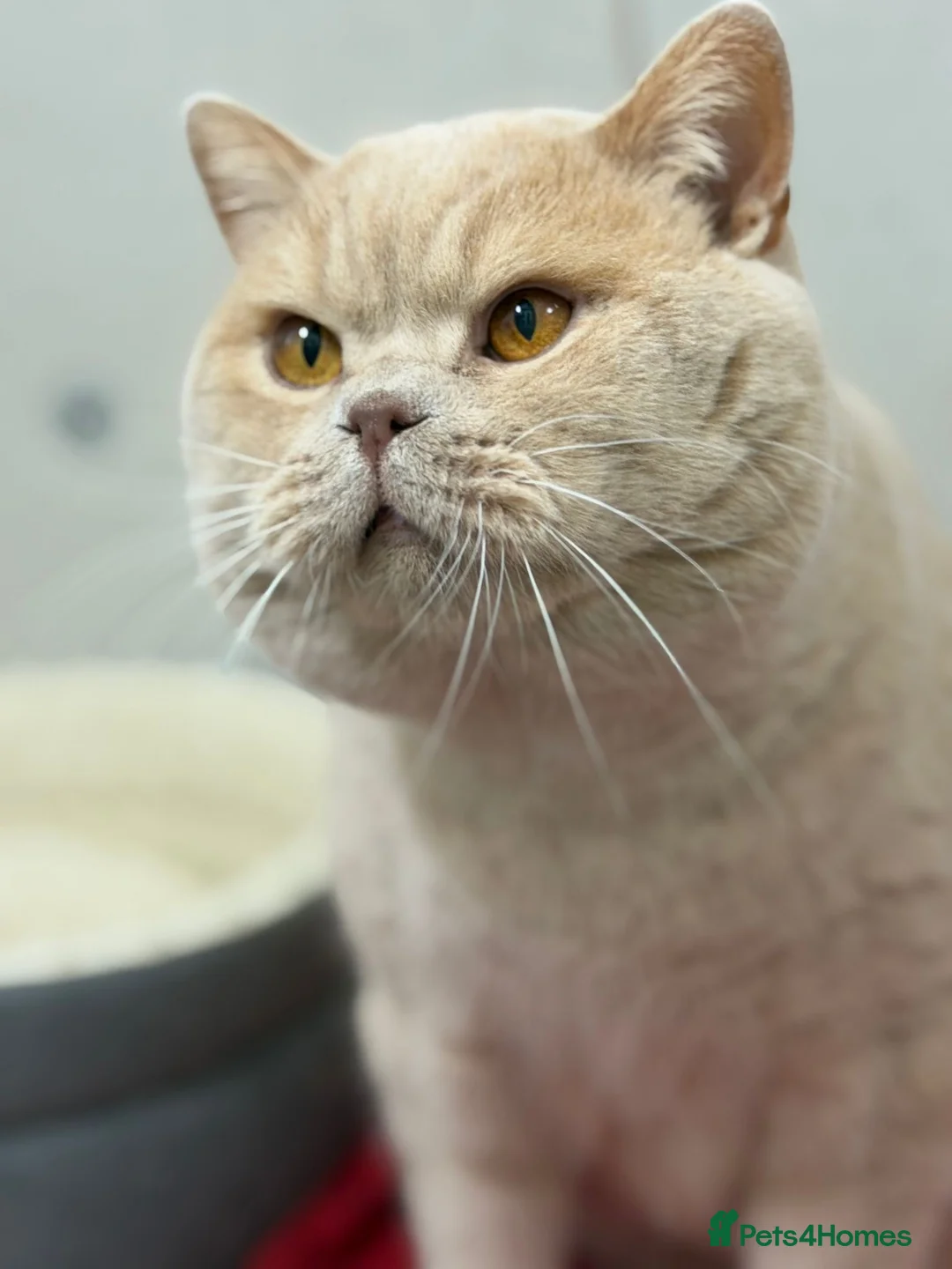 British Shorthair cats for stud: British shorthair cream boy for stud duties  - Advert 4