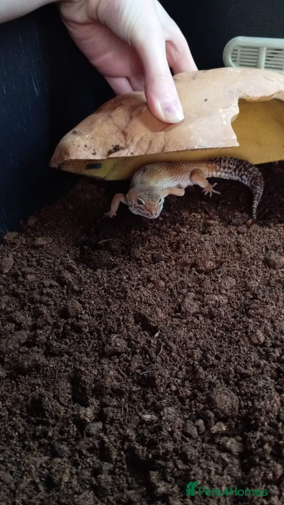 Leopard Gecko reptiles for sale: Leopard gecko  - Image 3