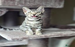 Bengal cats for sale: Bengal Kitten 2 - Outstanding Silver Rosetted Tica Bengal Kittens  - Image 20