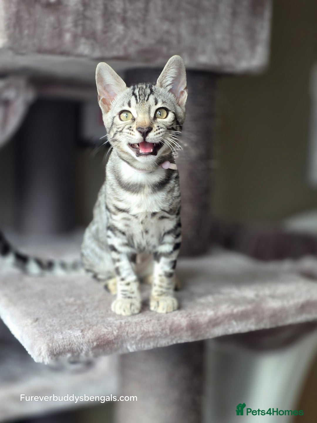 Bengal cats for sale: Bengal Kitten 2 - Outstanding Silver Rosetted Tica Bengal Kittens  - Image 20