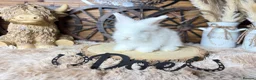 Angora rabbits for sale: PURE•PEDIGREE•ANGORAS🤍 - Advert 6