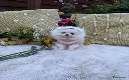 Pomeranian dogs for sale: KC White Pomeranian polar bears 🐻‍❄️  - Image 4
