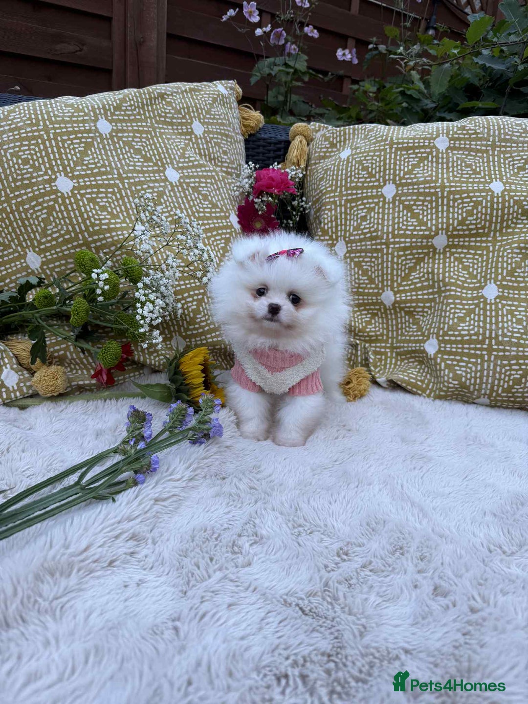 Pomeranian dogs for sale: KC White Pomeranian polar bears 🐻‍❄️  - Image 4