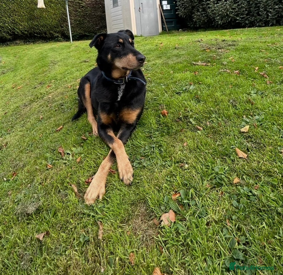 Mixed Breed dogs for sale: Gorgeous Doberman Cross  - Advert 3