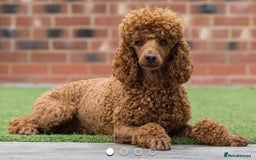 Cavapoo dogs for sale: Beautiful red F1 Cavapoo  - Image 3