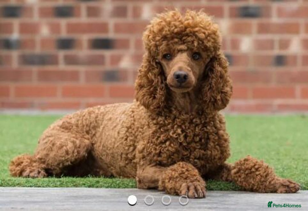 Cavapoo dogs for sale: Beautiful red F1 Cavapoo  - Image 3