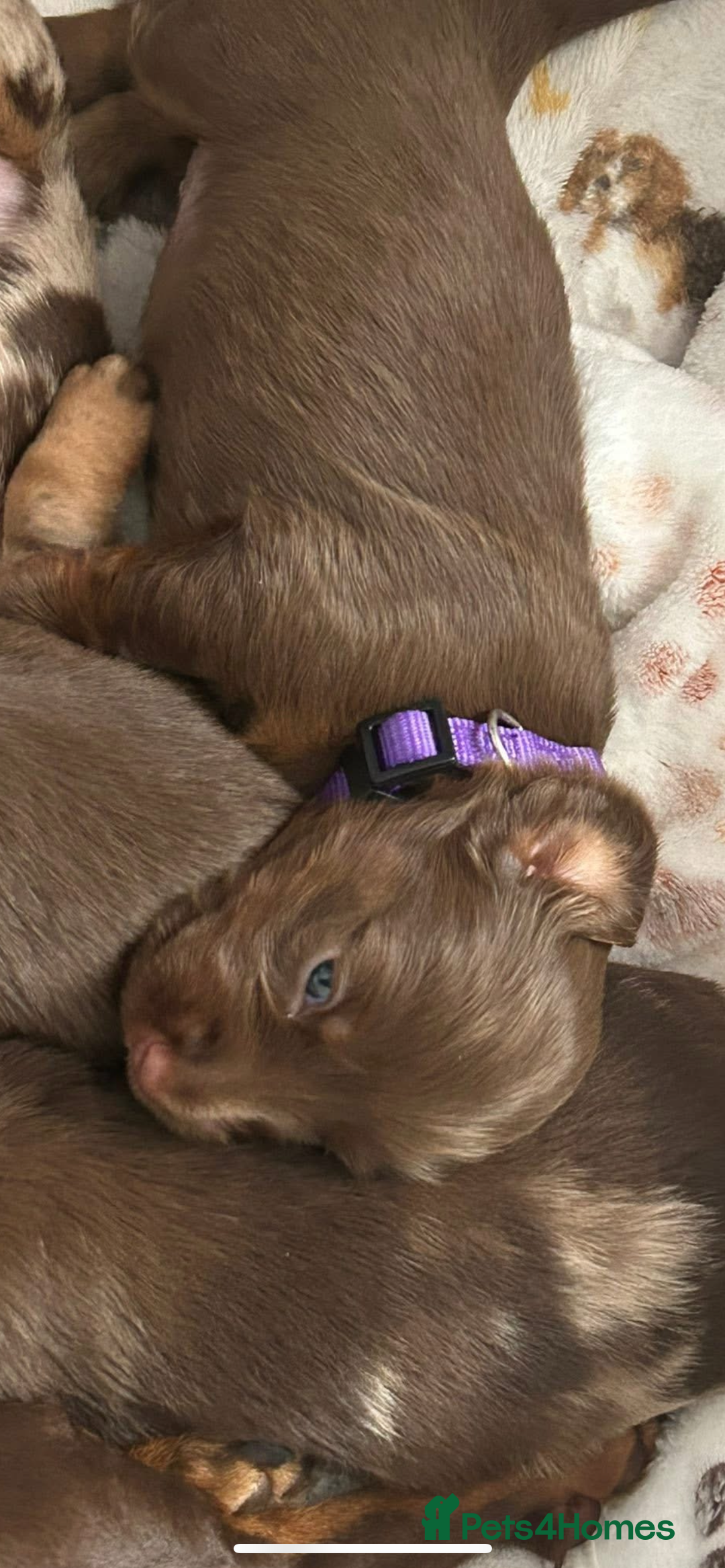 Miniature Dachshund dogs for sale: Chocolate Tan/dapple Miniature Dachsund - Image 16