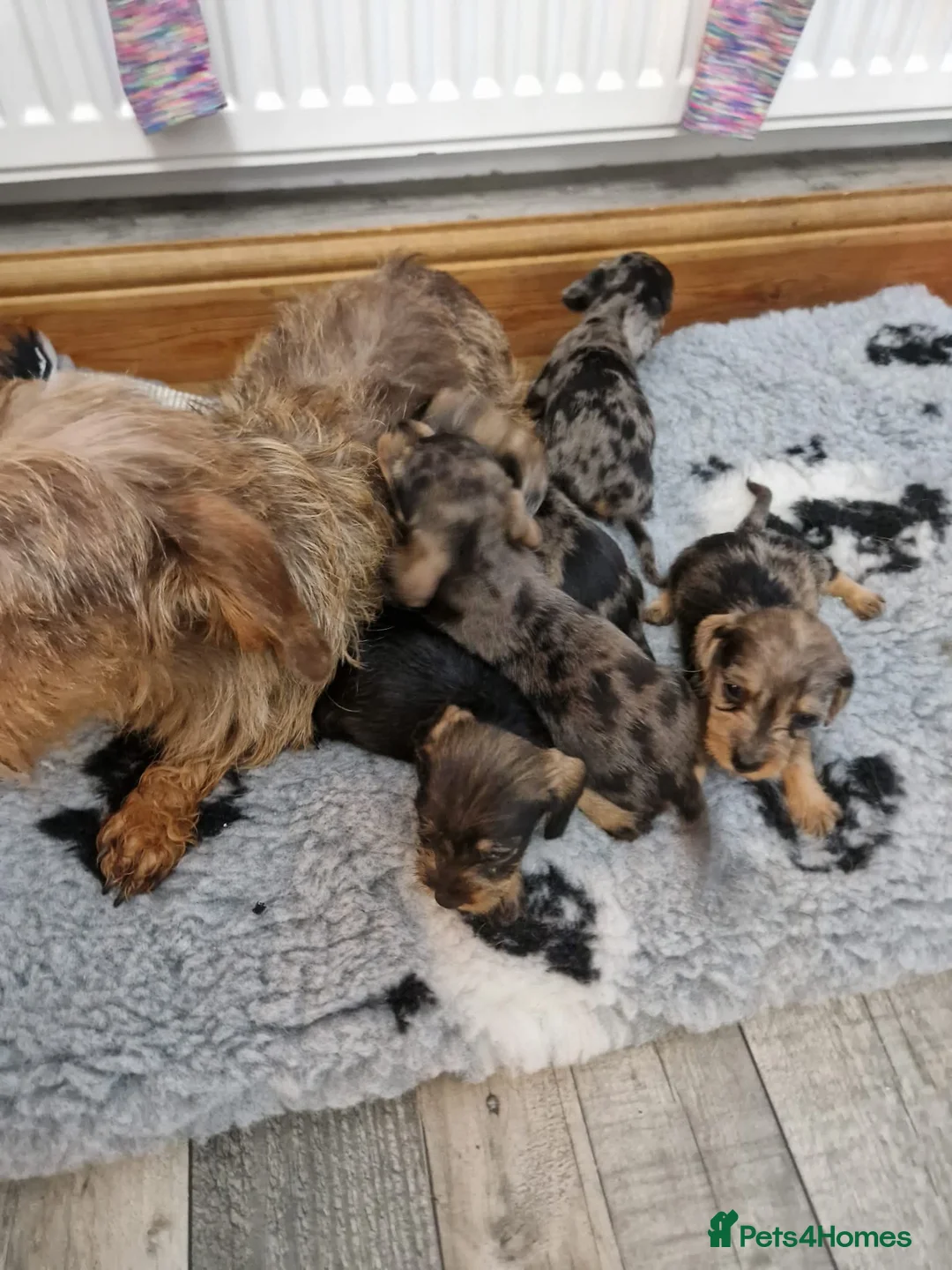 Dachshund dogs for sale: SOLD!Wirehaired daschund chocolate dappled  - Advert 2