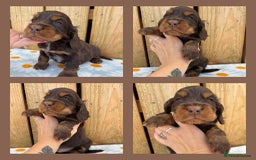 Cocker Spaniel dogs for sale: Ready 30th august import lines  - Image 8