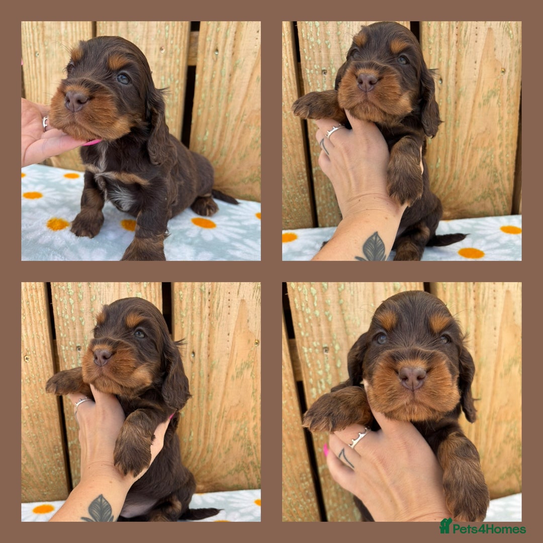 Cocker Spaniel dogs for sale: Ready 30th august import lines  - Image 8
