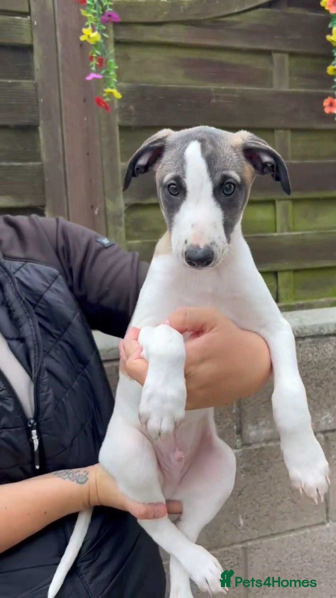 Whippet dogs Outstanding kc whippet - Advert 2