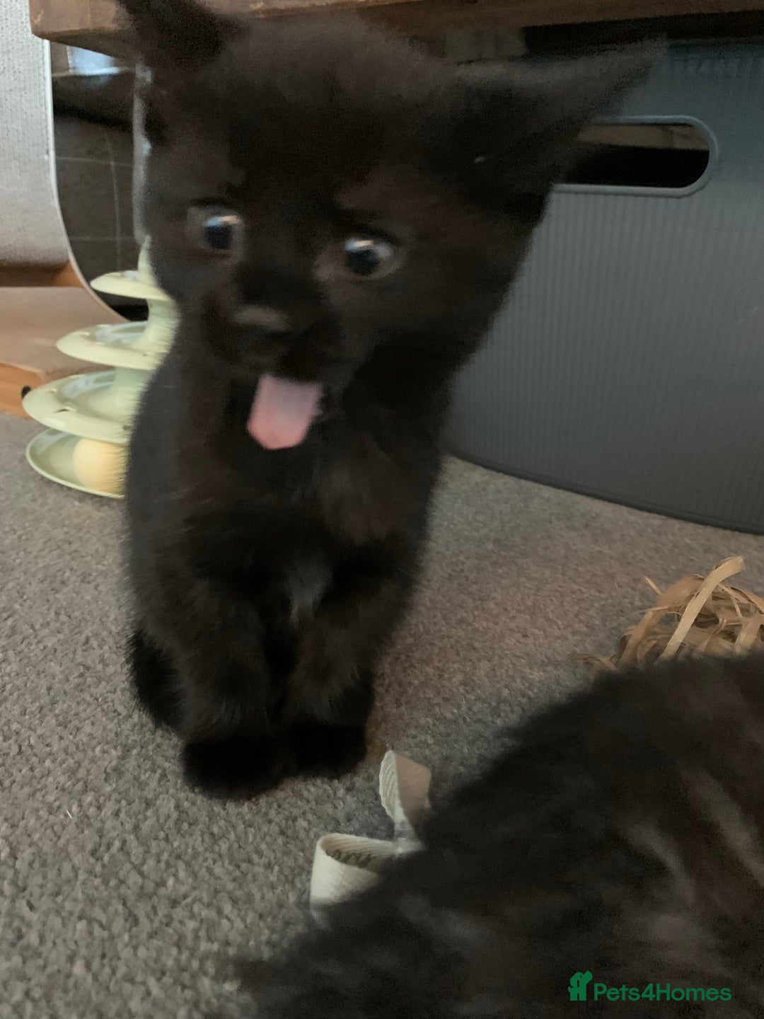 Mixed Breed cats for sale: Black Mixed Breed Kittens - Image 14