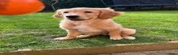 Golden Retriever dogs for sale: 10-Month-Old KC Registered Golden Retriever  - Advert 14