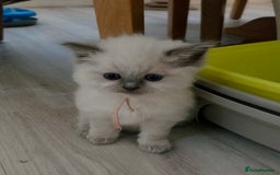 Ragdoll cats for sale: Blue mitted 🐾 Ragdoll kittens 😻 - Image 4