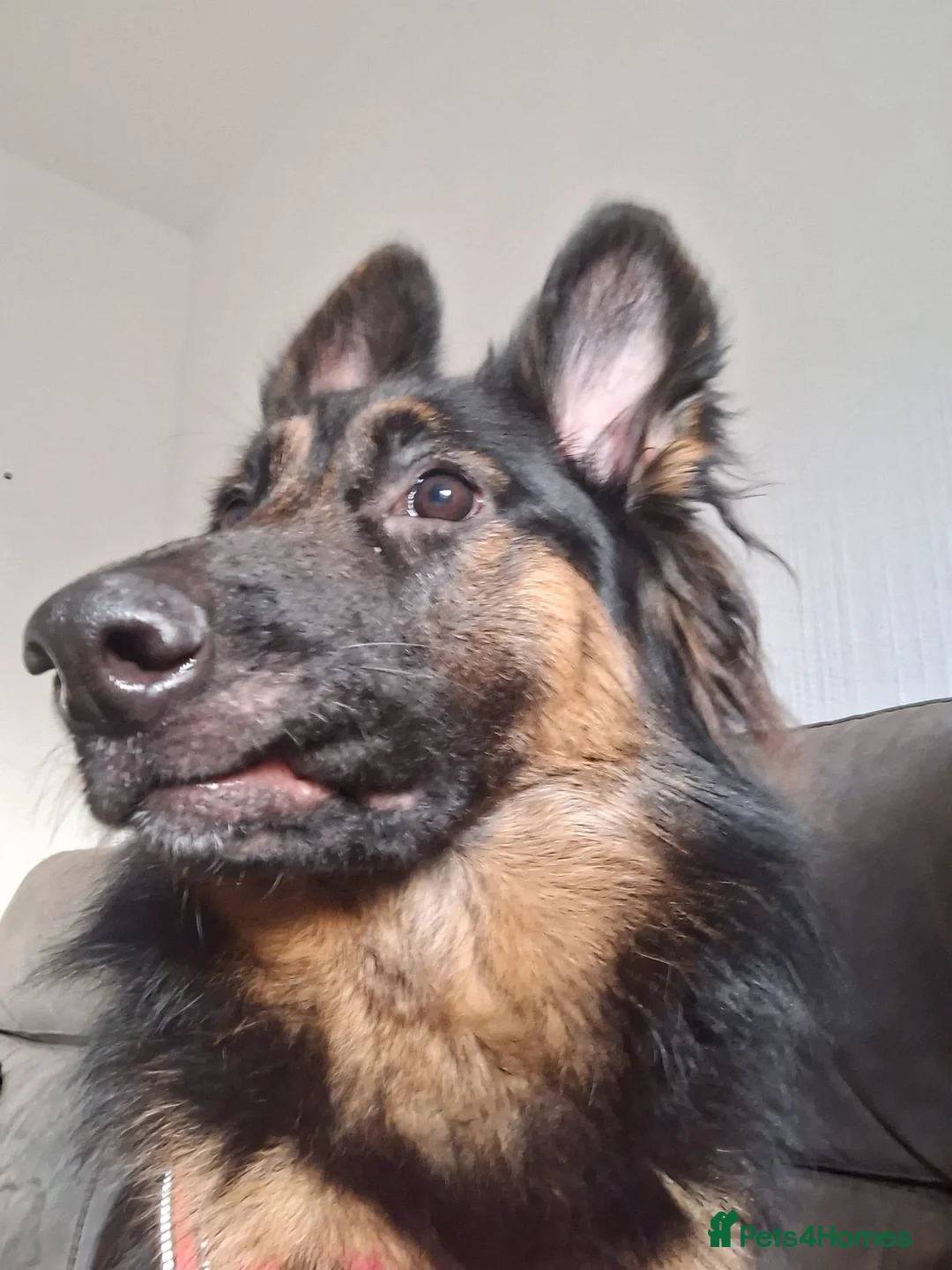 German Shepherd dogs for sale: Female Long Hair German Shepherd - Advert 3