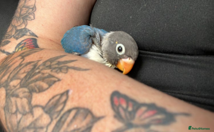 Lovebirds birds - Advert 9
