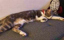 British Shorthair cats for sale: Bluebell is looking for a forever home - Image 4